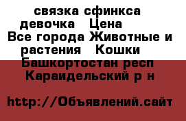 связка сфинкса. девочка › Цена ­ 500 - Все города Животные и растения » Кошки   . Башкортостан респ.,Караидельский р-н